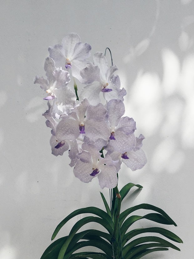 Vandas: como cuidar desse tipo de orquídea - Casa Vogue | Natureza em casa