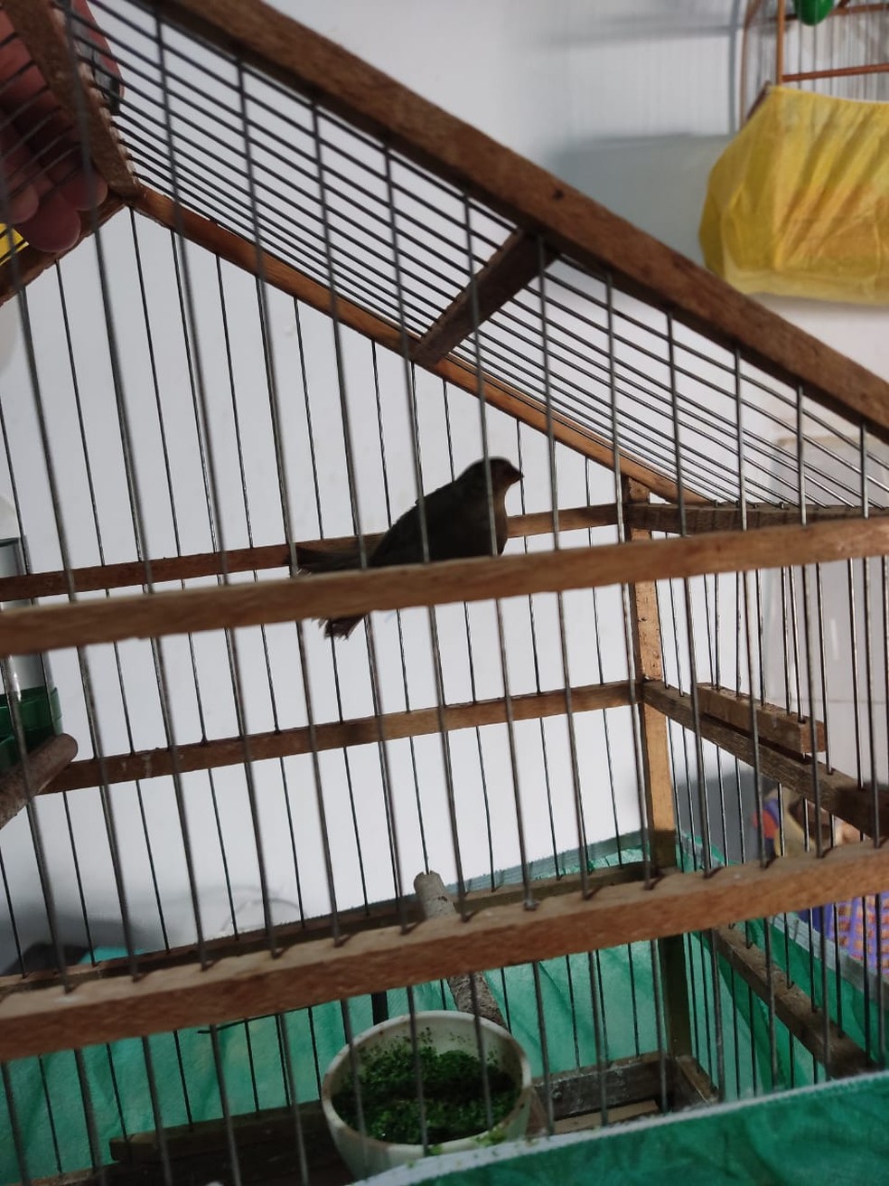 Homem, de 33 anos, é multado em R$ 2 mil por manter aves em cativeiro em Álvares Machado (SP) — Foto: Polícia Ambiental