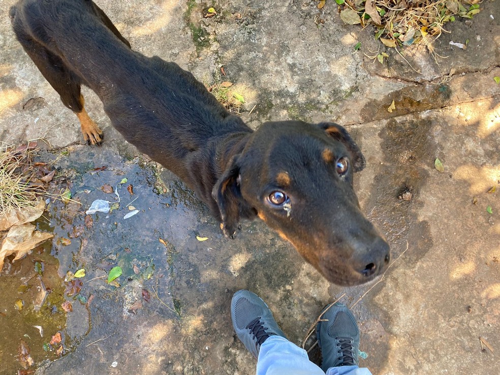 Cachorro resgatado desnutrido e infestado de carrapatos morre após 21 dias de internação — Foto: Gabriel Fernando Francisco/Arquivo pessoal