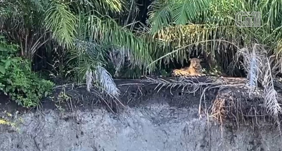Onça flagrada em monitoramento ambiental  — Foto: IHP/Divulgação