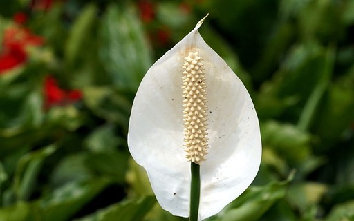 Lírio-da-paz: a flor purifica o ar e absorve energias negativas - Casa e  Jardim | Paisagismo