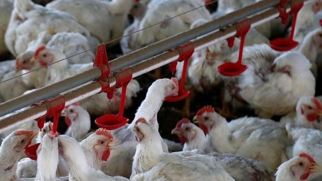 Resultado de imagem para China impÃµe medidas antidumping sobre importaÃ§Ã£o de frango brasileiro