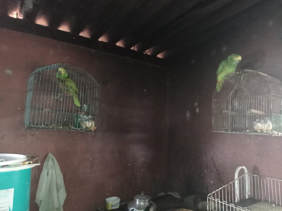 Papagaios foram apreendidos em uma fazenda, em Anhumas — Foto: Polícia Militar Ambiental