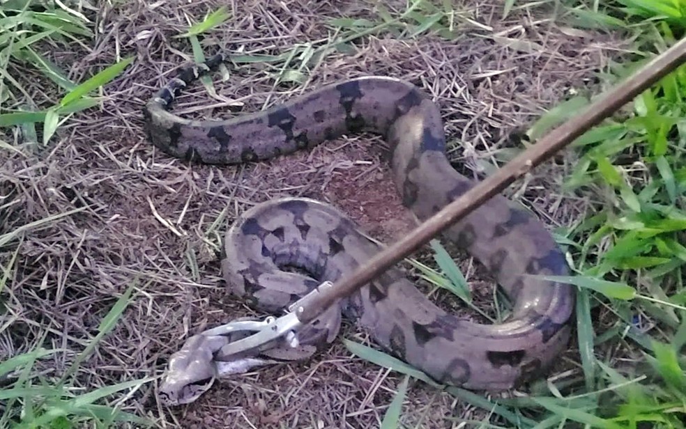 Jiboia é capturada comendo galinha em sítio, na zona rural de Guaxupé, MG — Foto: Corpo de Bombeiros