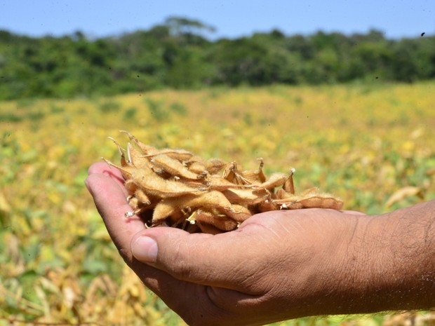 Soja foi o principal produto exportado em 2015, com 21 mil toneladas comercializadas, segundo a Seplan (Foto: Neto Figueredo/Secom-RR)