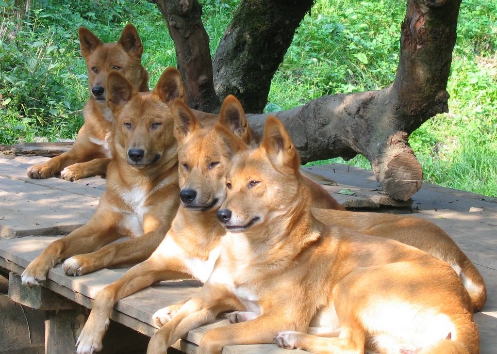 Do lobo ao chihuahua: estudo revela onde o dingo se situa na evolução dos cães (Foto: Wikimedia Commons)
