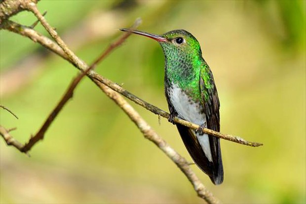 G1 - Beija-flor-de-garganta-verde - notícias em Fauna
