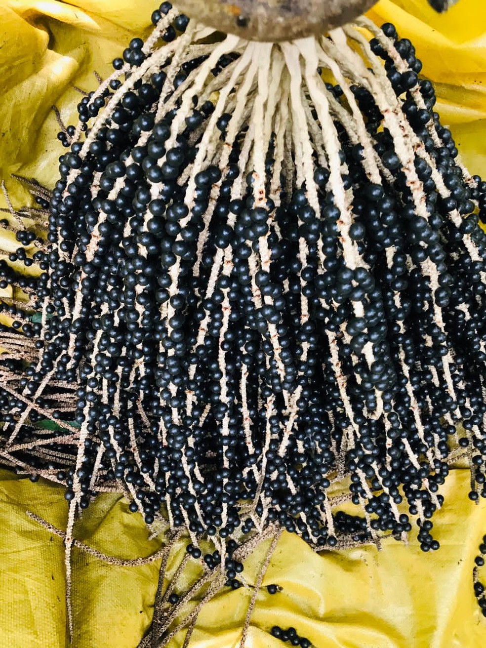 Produtores indígenas de açaí em RO sonham com o mercado internacional — Foto: Divulgação 