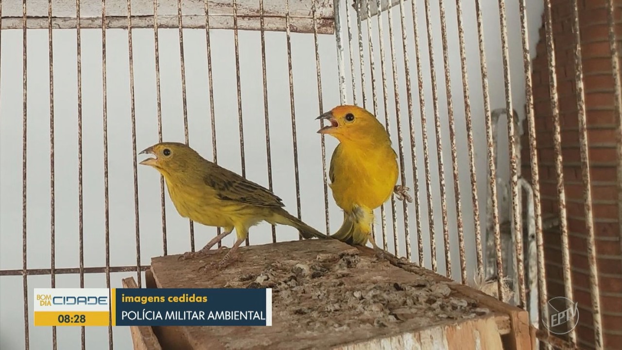 Polícia Ambiental resgata aves silvestres em cativeiro em Santa Bárbara D'Oeste e Socorro