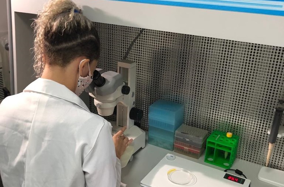 Pesquisadores da Ufac produzem embriões bovinos in vitro e fazem estudo inédito no Brasil — Foto: Arquivo pessoal
