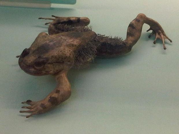 Sapo peludo - Trichobatrachus robustus no museu de história natural de Londres (Foto: Emőke Dénes/ Wikimedia Commons/ CreativeCommons)