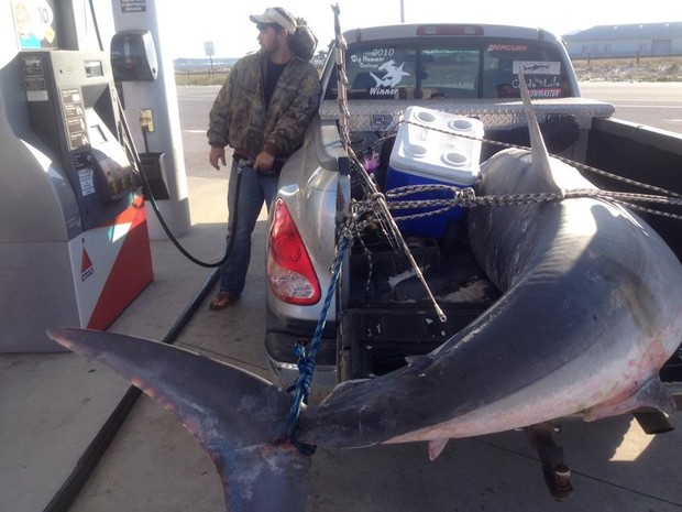 Joey Polk foi fotografado abastecendo o carro com tubarão de 365 kg na caçamba nos EUA (Foto: Reprodução/Imgur/Corpsman223)