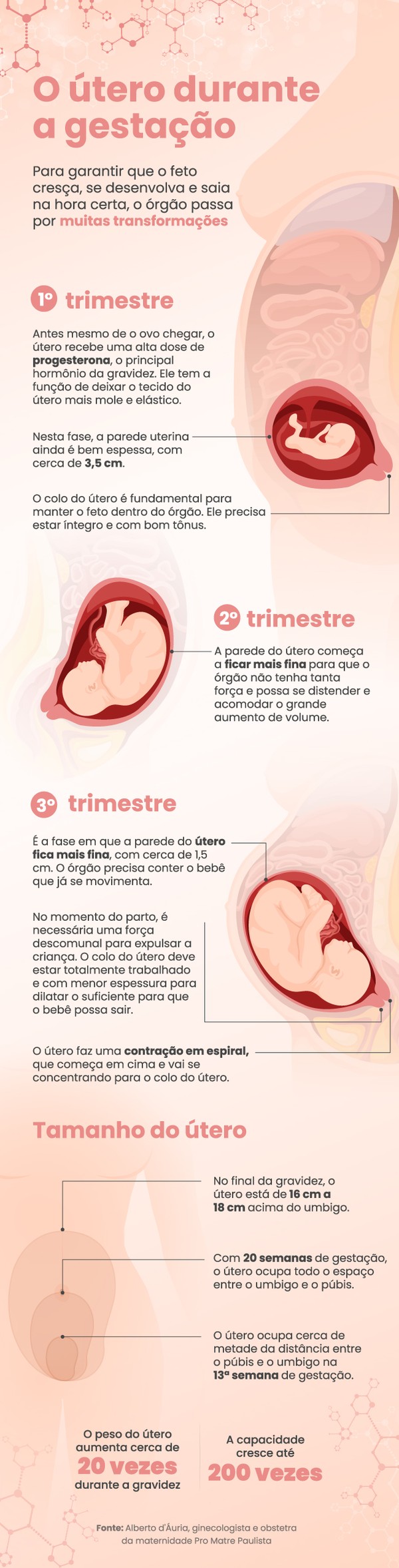 Saiba O Que Acontece Com O Utero Durante A Gestacao Viva Voce G1