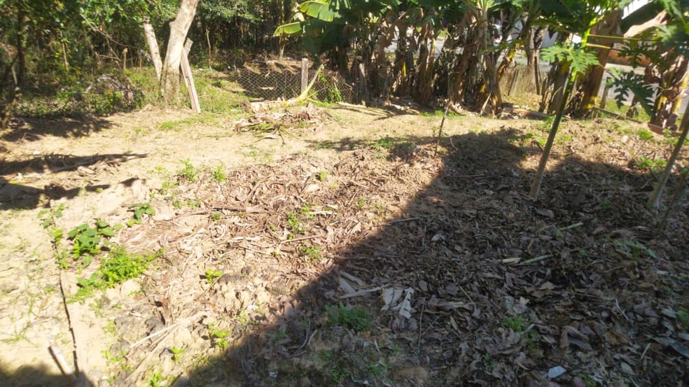 Plantação de moradora de Sorocaba foi prejudicada por bodes — Foto: Luciana Vidigal/Arquivo pessoal