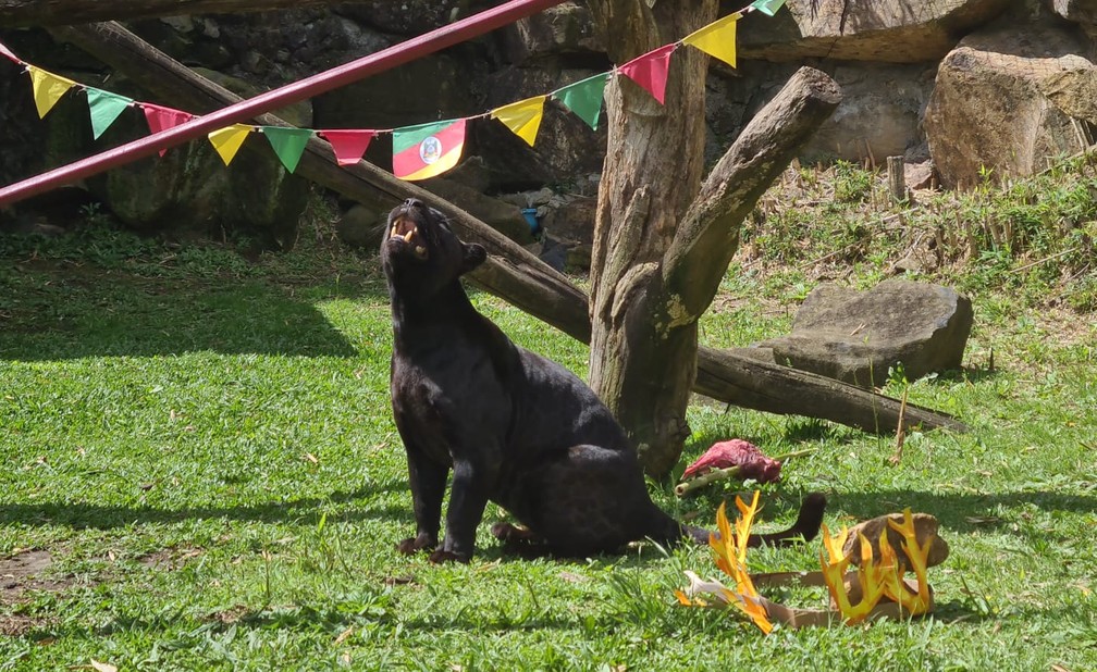 Aniversário do Gramadozoo tem bolo de frutas e churrasco para os animais, como a onça preta — Foto: Halder Ramos/Divulgação