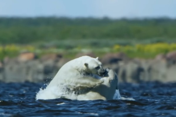 Os ursos polares filmados pelo programa de TV do canal inglês BBC (Foto: Reprodução)