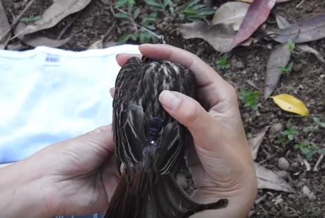 "Mochila" de GPS é colocada em ave.  (Foto: Reprodução/ Youtube)