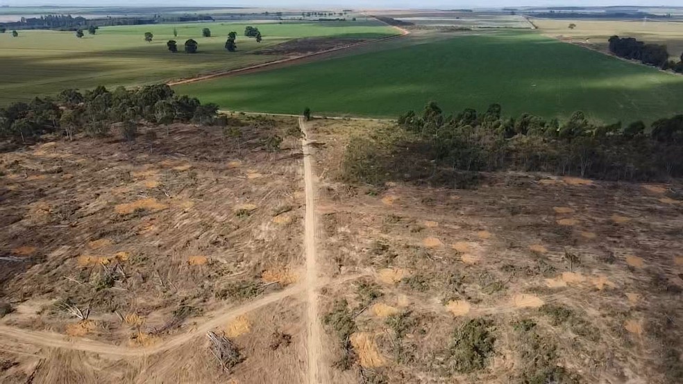 Área de desmatamento ilegal em Paracatu — Foto: Polícia Militar do Meio Ambiente/Divulgação