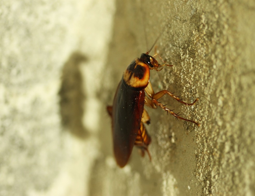 JÃ¡ baratas e moscas domÃ©sticas podem prosperar â€” Foto: Pixabay