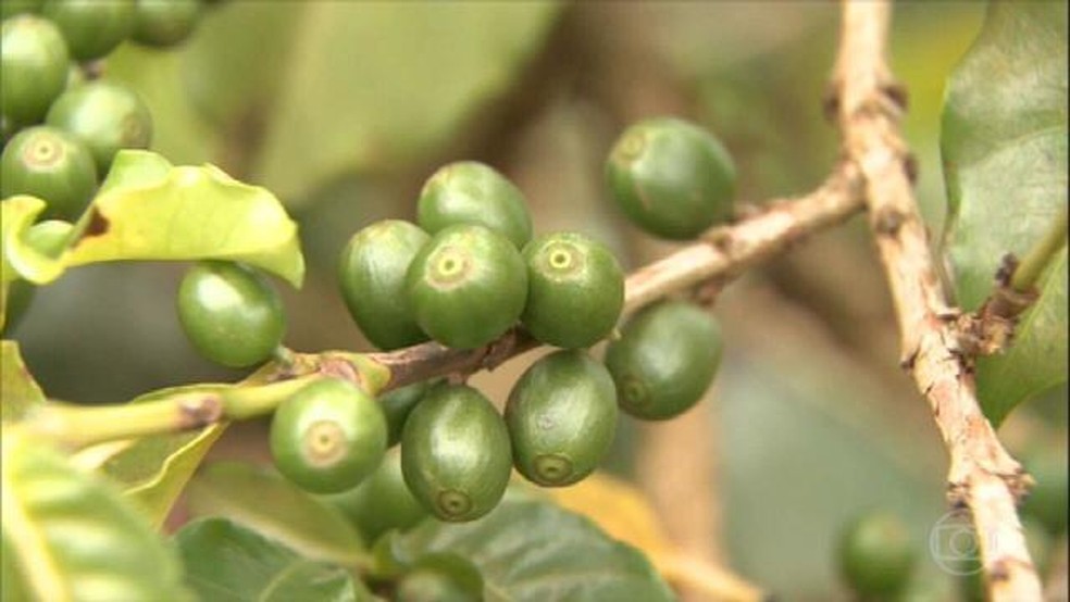 Plantação de café em Minas Gerais — Foto: Reprodução/Globo Rural