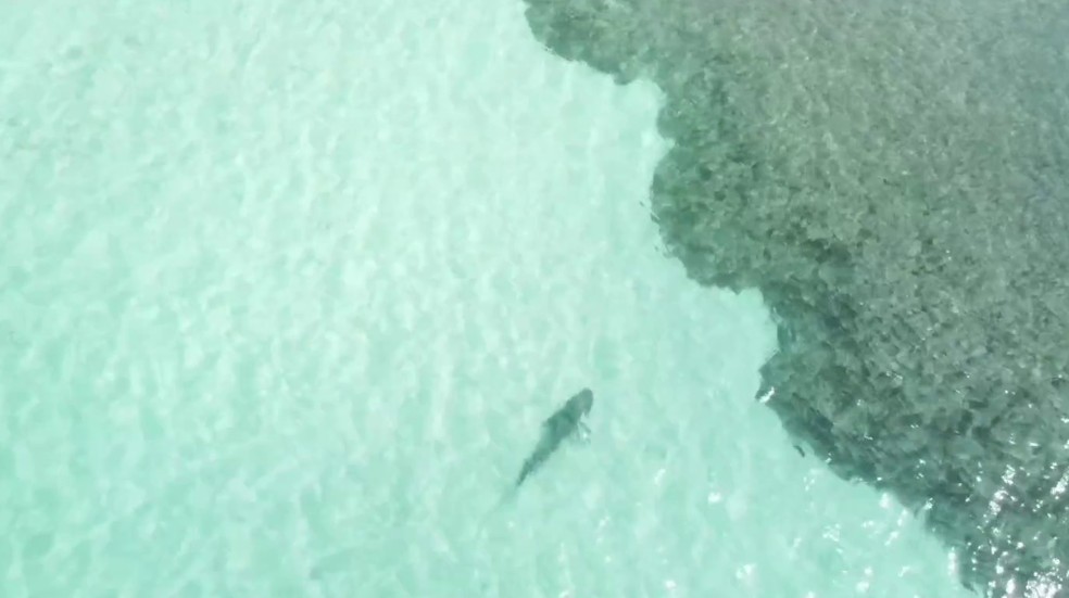 Tubarão-tigre é visto na Praia do Sueste, em Fernando de Noronha — Foto: Rihel Venuto/Reprodução Instagram