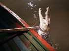 Captura é o momento mais tenso no manejo do jacaré no Lago do Cuniã