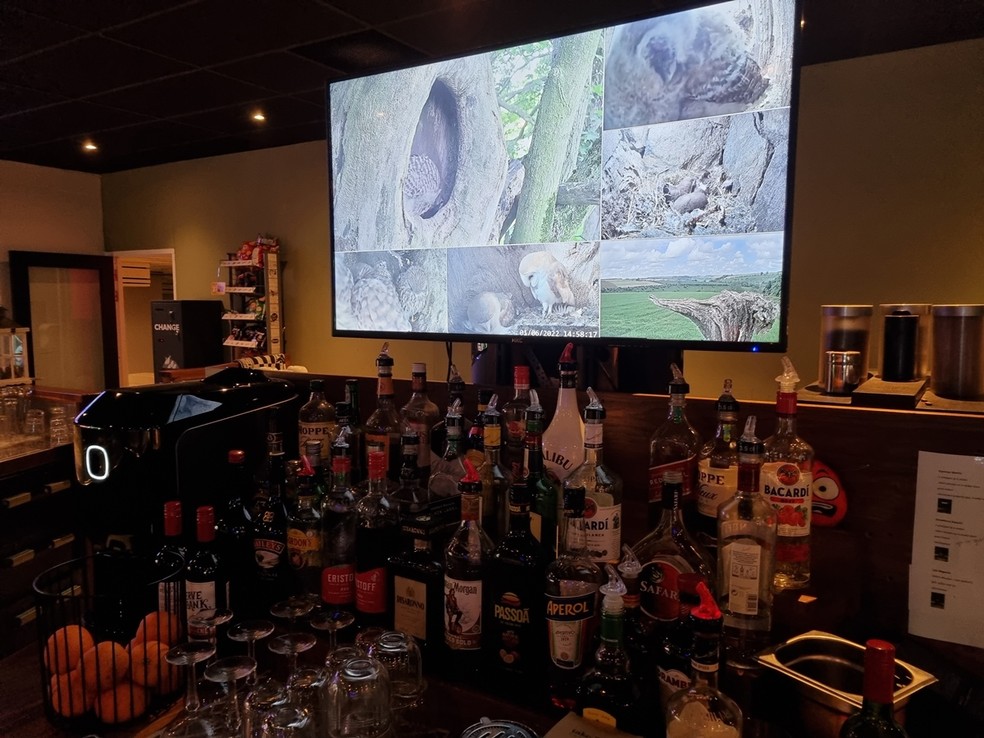 Bar na Holanda transmite vida secreta de corujas, falcões e doninhas.  — Foto: Robert E Fuller/Reprodução