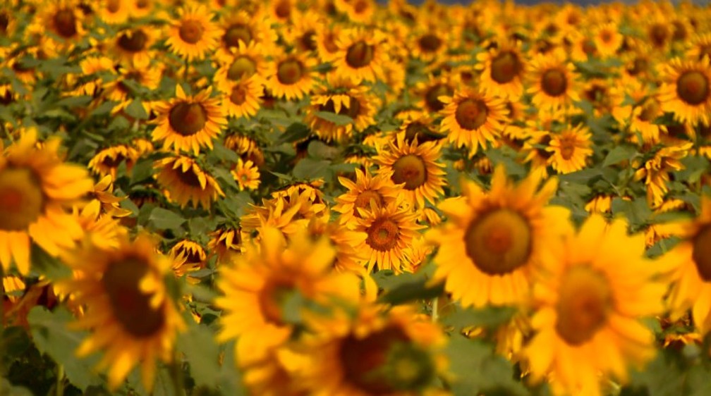 Plantio de girassóis vira atração em Rio Claro (Foto: Rodrigo Sargaço/EPTV)