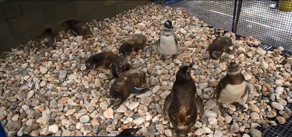 Pinguins em recuperação em Florianópolis — Foto: Reprodução/NSC TV