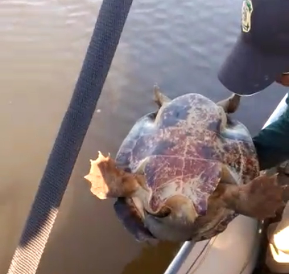 Tartarugas foram soltas no rio Araguaia após resgate (Foto: Divulgação/PM Ambiental)