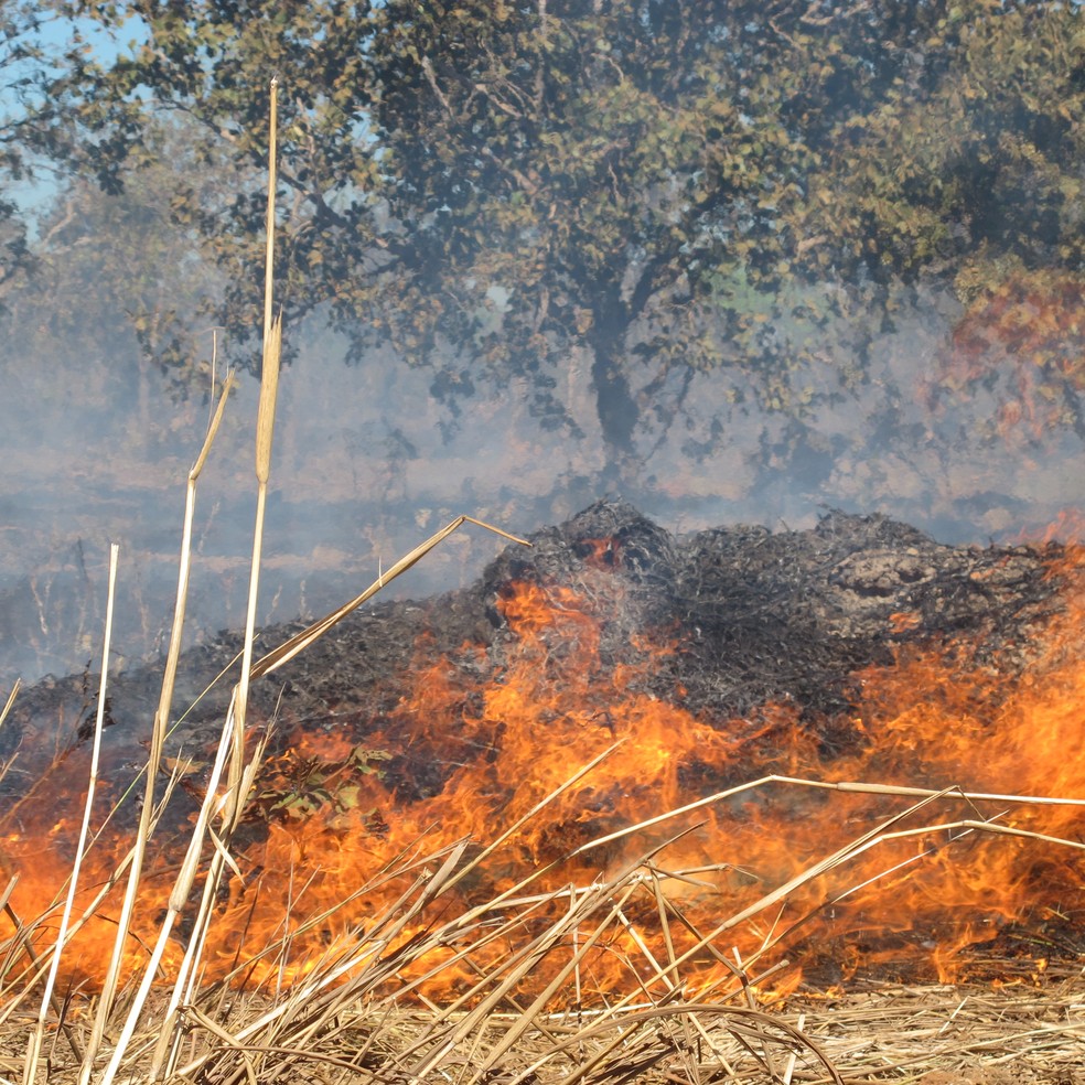 Desde janeiro, Tocantins registrou 8.870 focos de queimadas — Foto: Elisangela Farias/G1 TO