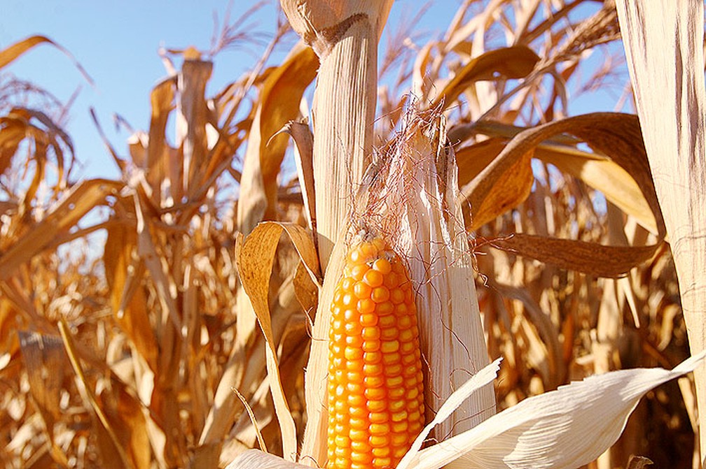 Produo de milho em 2019  de quase 32 milhes de toneladas  Foto: Secom-MT/ Assessoria