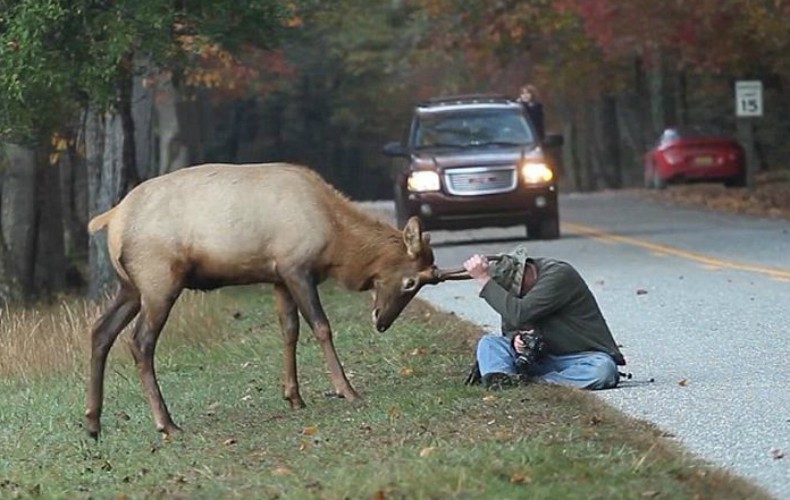Irritado, veado ataca fotógrafo em parque nos EUA (Foto: Reprodução/Rotorama)