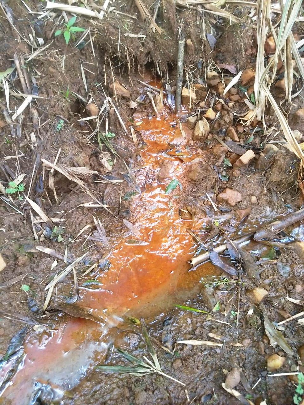 Na superfície do solo, a família disse que é possível perceber água com óleo — Foto: Patrícia Aparecida Misturini/Arquivo pessoal