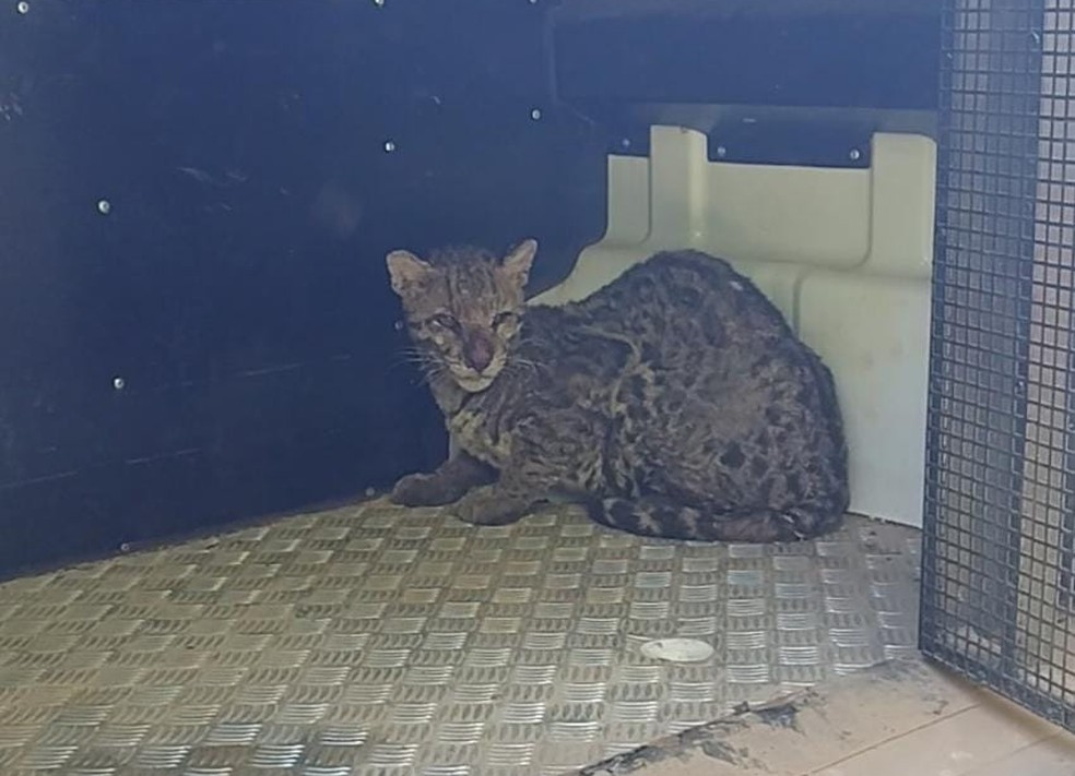 Jaguatirica capturada em Piracicaba — Foto: Guarda Civil Metropolitana