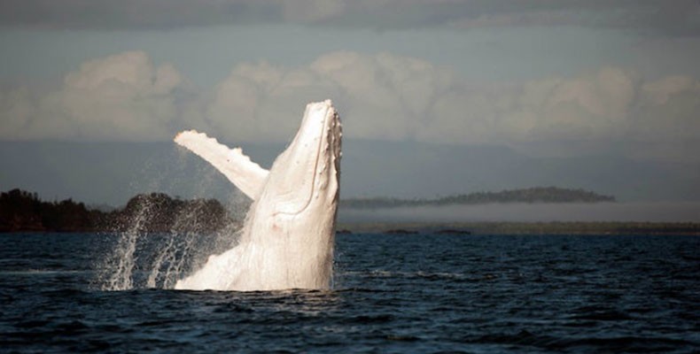 planeta_bicho_baleia_albina (Foto: Reprodução/Migaloo White Whale)