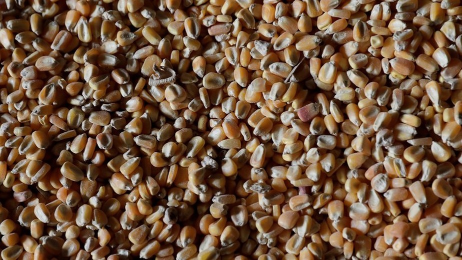 Caso a previsão para o milho seja confirmada, o Brasil embarcará volume acima do registrado em outubro