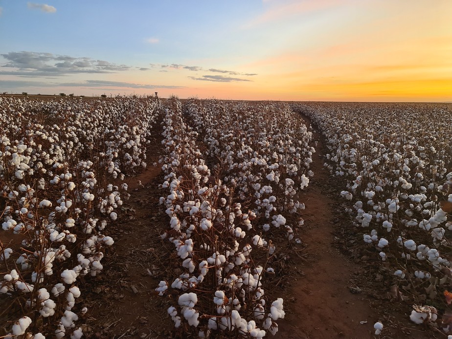 Lavoura de algodão em Campo Verde, Mato Grosso
