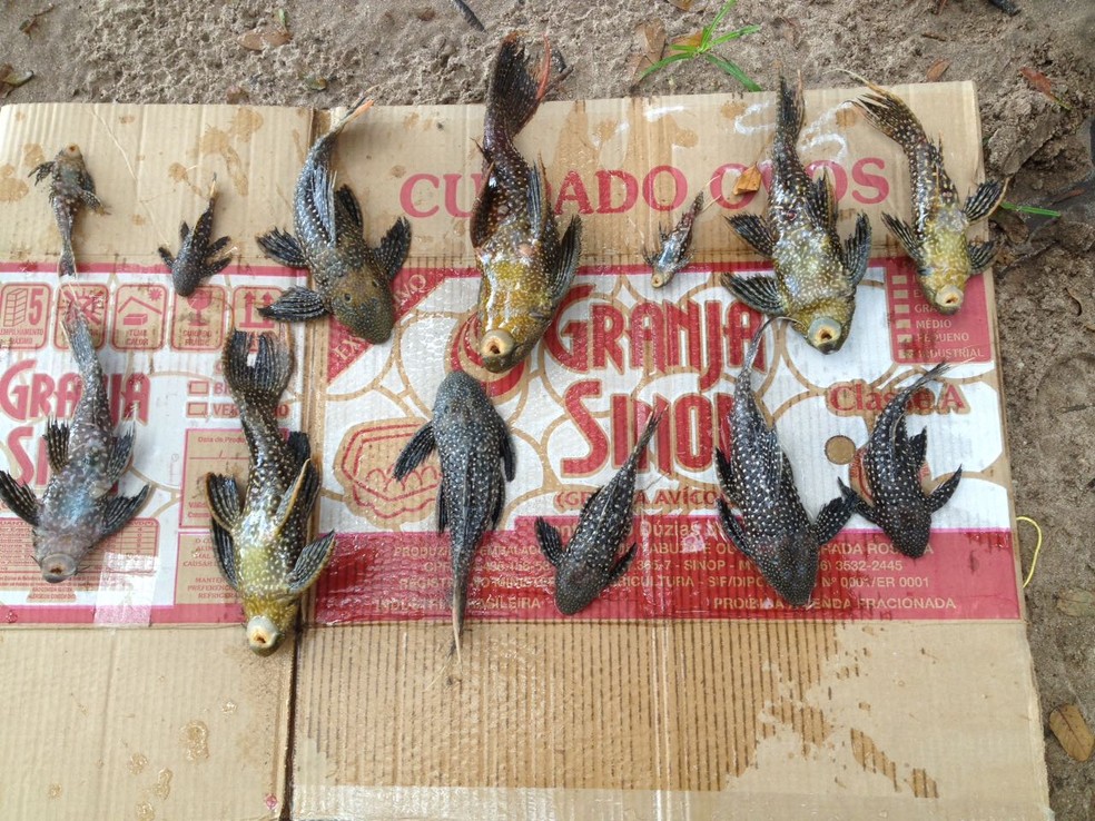 Treze peixes que estavam acondicionados em sacolas plásticas dentro de caixas de papelão morreram (Foto: Semma/Divulgação)