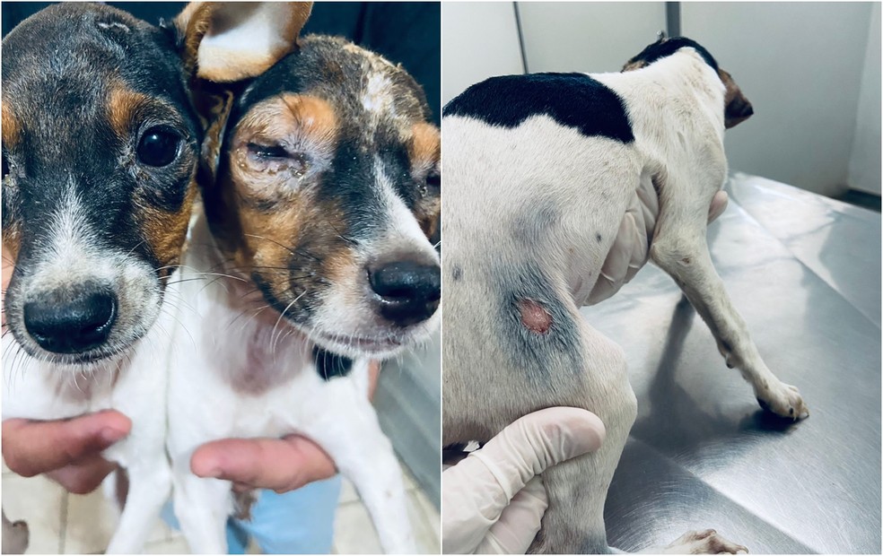 Cães foram encontrados com rabos mutilados e lesões na pele em Rio Preto  — Foto: Bianca Zaniratto/Secretaria de Comunicação