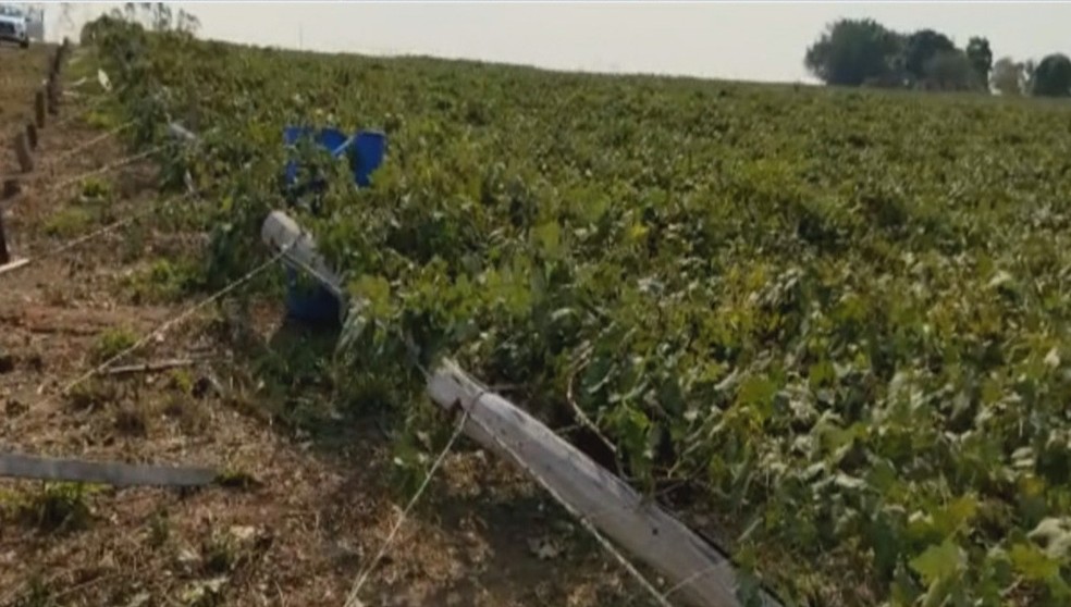 Maior parte da produção de uvas foi comprometida devido o temporal — Foto: Reprodução/Rede Amazônica