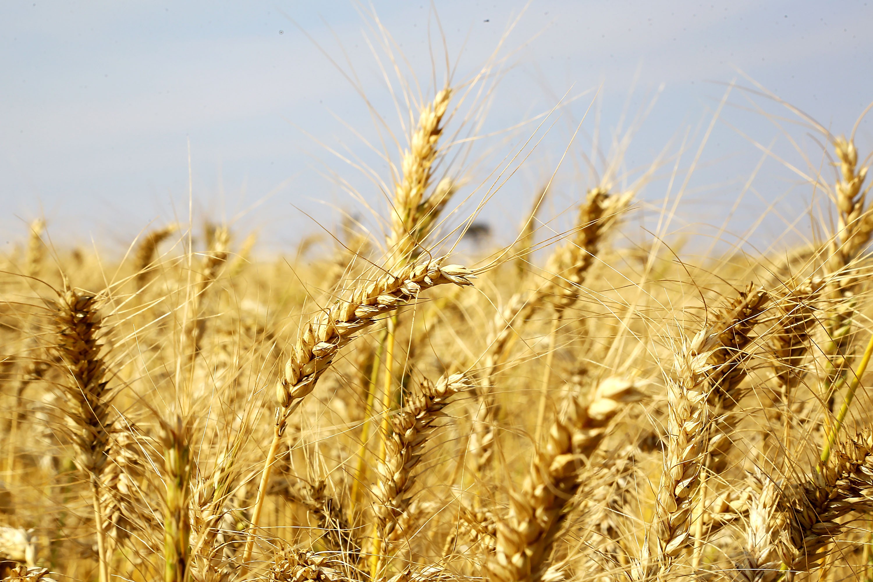 Safra de trigo no Rio Grande do Sul deve ter quebra de ao menos 30%, diz federação thumbnail