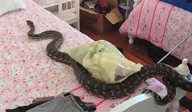 Australiana encontra cobra venenosa de 1,80m em cama