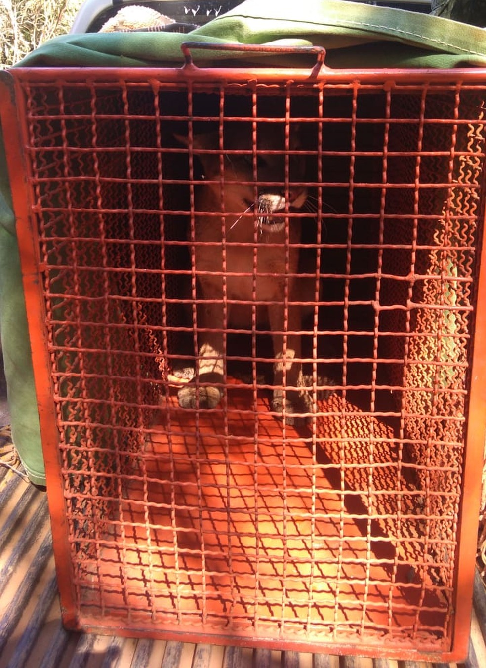 On&ccedil;a-parda resgatada em Engenheiro Coelho &mdash; Foto: Pol&iacute;cia Militar Ambiental