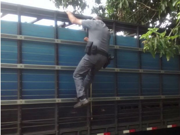 Policial averiguando bois roubados em Conchas e Quadras (Foto: PM/Divulgação )