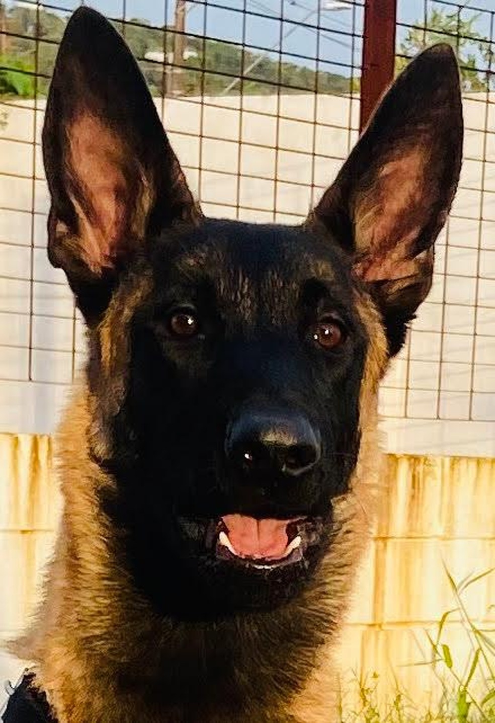 Cão é filhote de K9 da Polícia Civil de São Paulo — Foto: Divulgação/Prefeitura de São Vicente