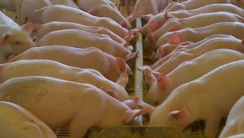 tv-porco-suino-produção-carne-suina-rio-grande-do-sul  (Foto: Reprodução)