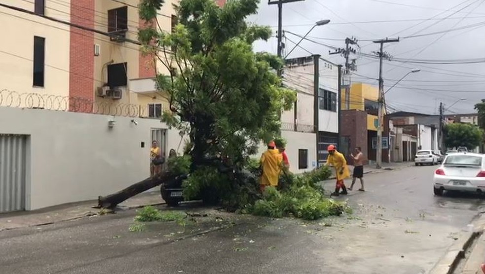 Bombeiros tiram árvore de cima de veículo na Rua Nogueira Acioli, no Centro de Fortaleza.  — Foto: Alana Araújo/Sistema Verdes Mares