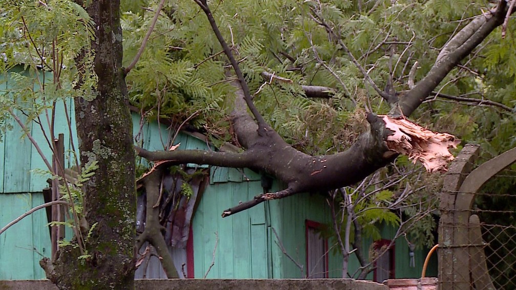 Temporal derruba árvores sobre residências em Uruguaiana  — Foto: Reprodução/RBS TV