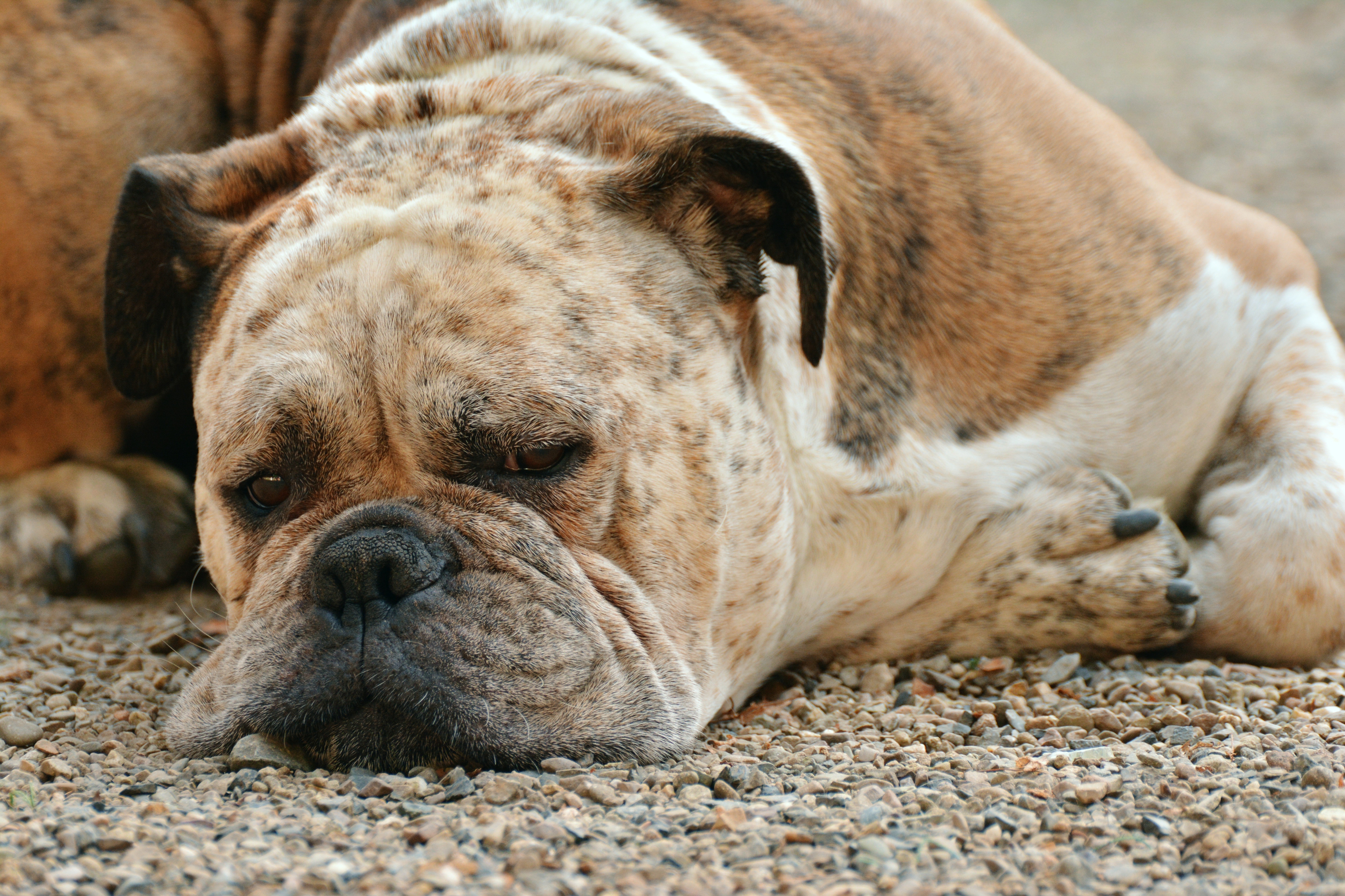 Cães com focinho achatado têm maior risco de morrer por insolação  (Foto: Creative commons)